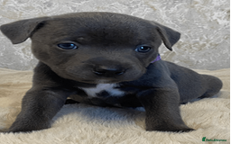 Staffordshire Bull Terrier dogs for sale: beautiful staffy pups for sale - Image 4