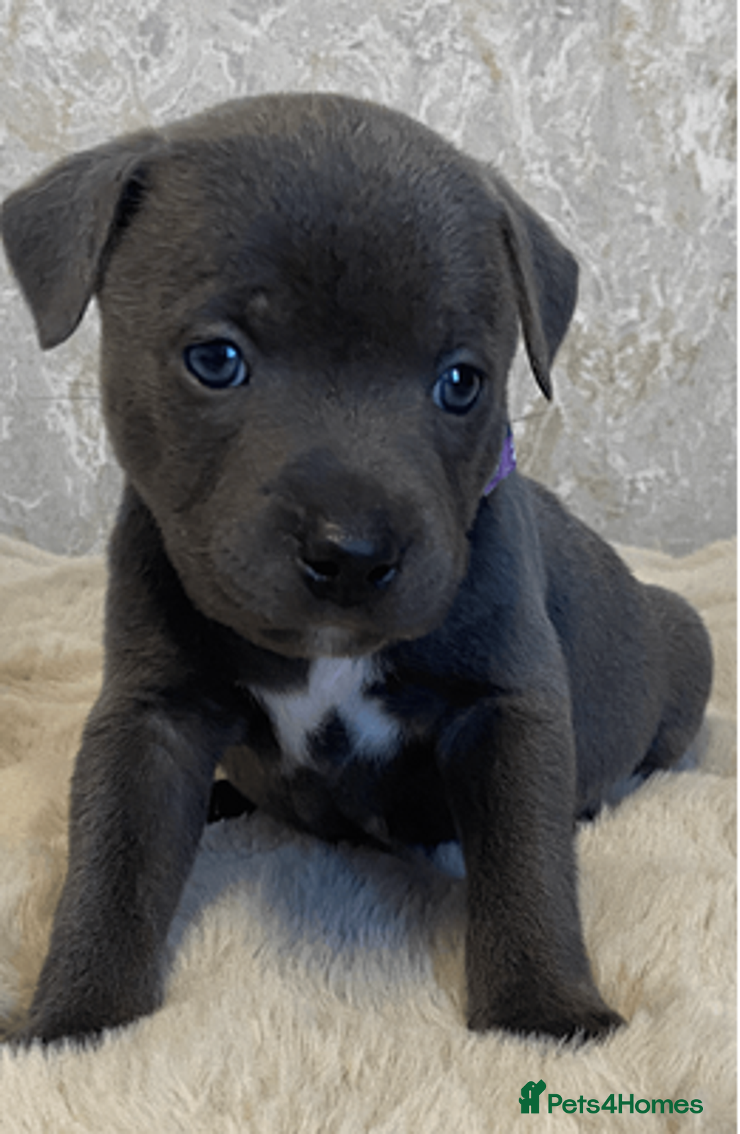 Staffordshire Bull Terrier dogs for sale: beautiful staffy pups for sale - Image 4