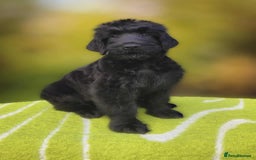 Russian Black Terrier dogs for sale: Russian Black Terrier  - Image 30