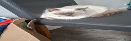 Ragdoll cats for sale: Ragdoll boy for sale  in Grimsby - Advert 5