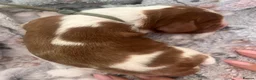 Welsh Springer Spaniel dogs for sale: KC Registered puppy girl available  - Advert 4