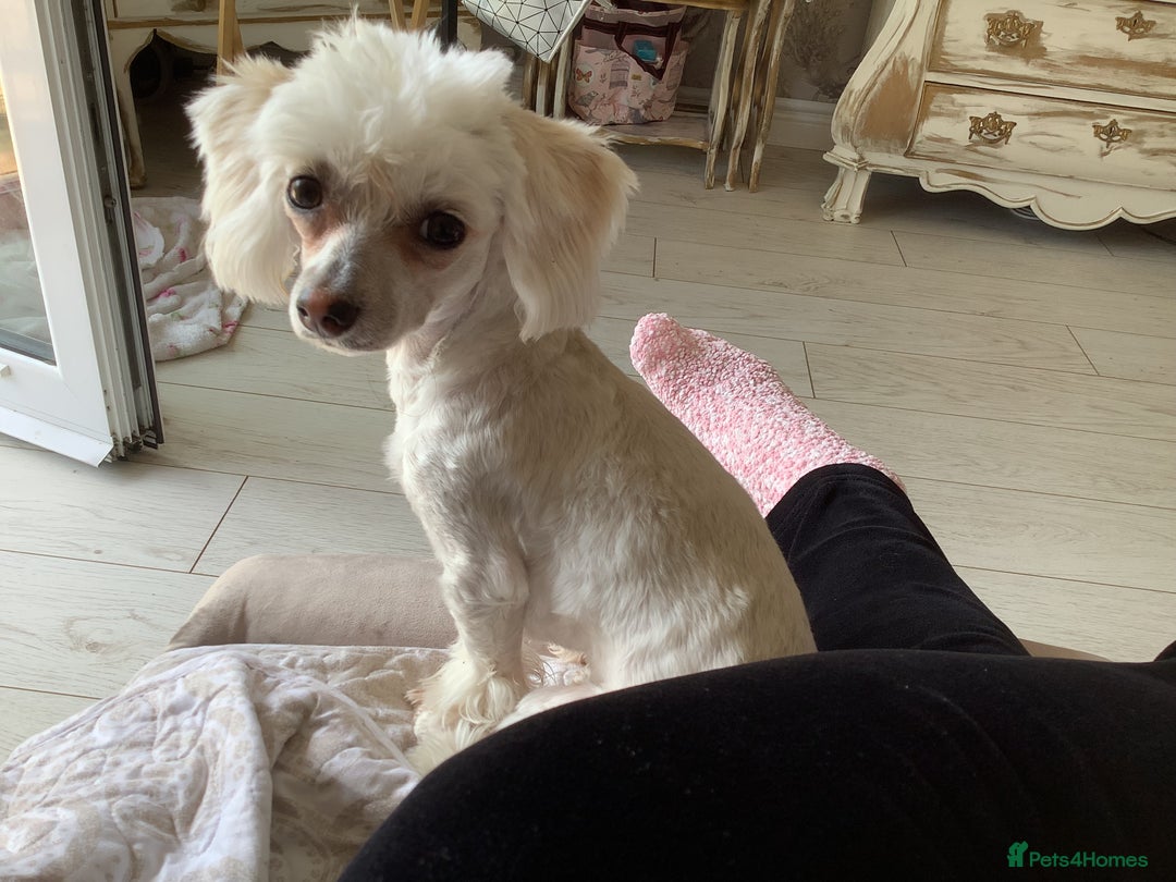 Maltipoo dogs for sale: Extra Special Maltipoo Highly Trained  - Image 3