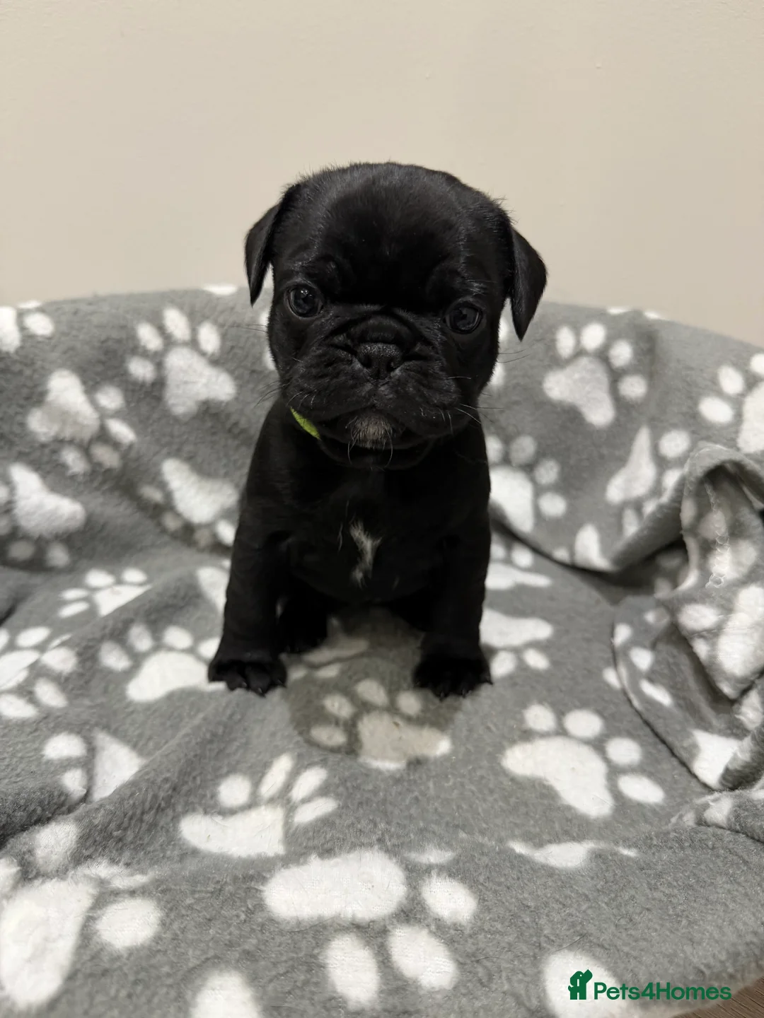 Frug dogs for sale: Beautiful Frug Puppies - Advert 10