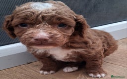 Cockapoo dogs for sale: ** BEAUTIFUL LITTER OF COCKAPOOS ** - Image 16