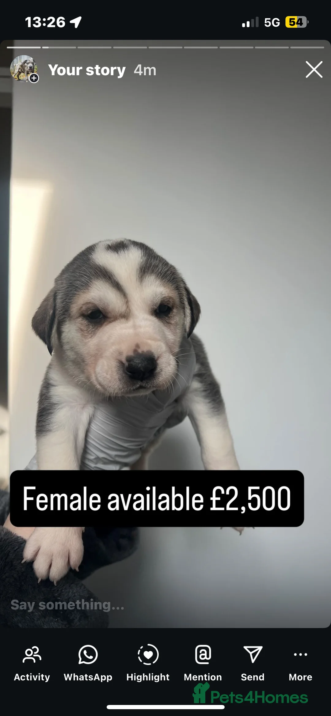 Central Asian Shepherd dogs for sale: Alabai Shepherd Puppies!! - Advert 2