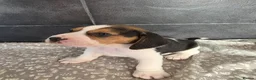 Beagle dogs for sale: Beautiful Beagle Puppies Looking For A Loving Home - Advert 26