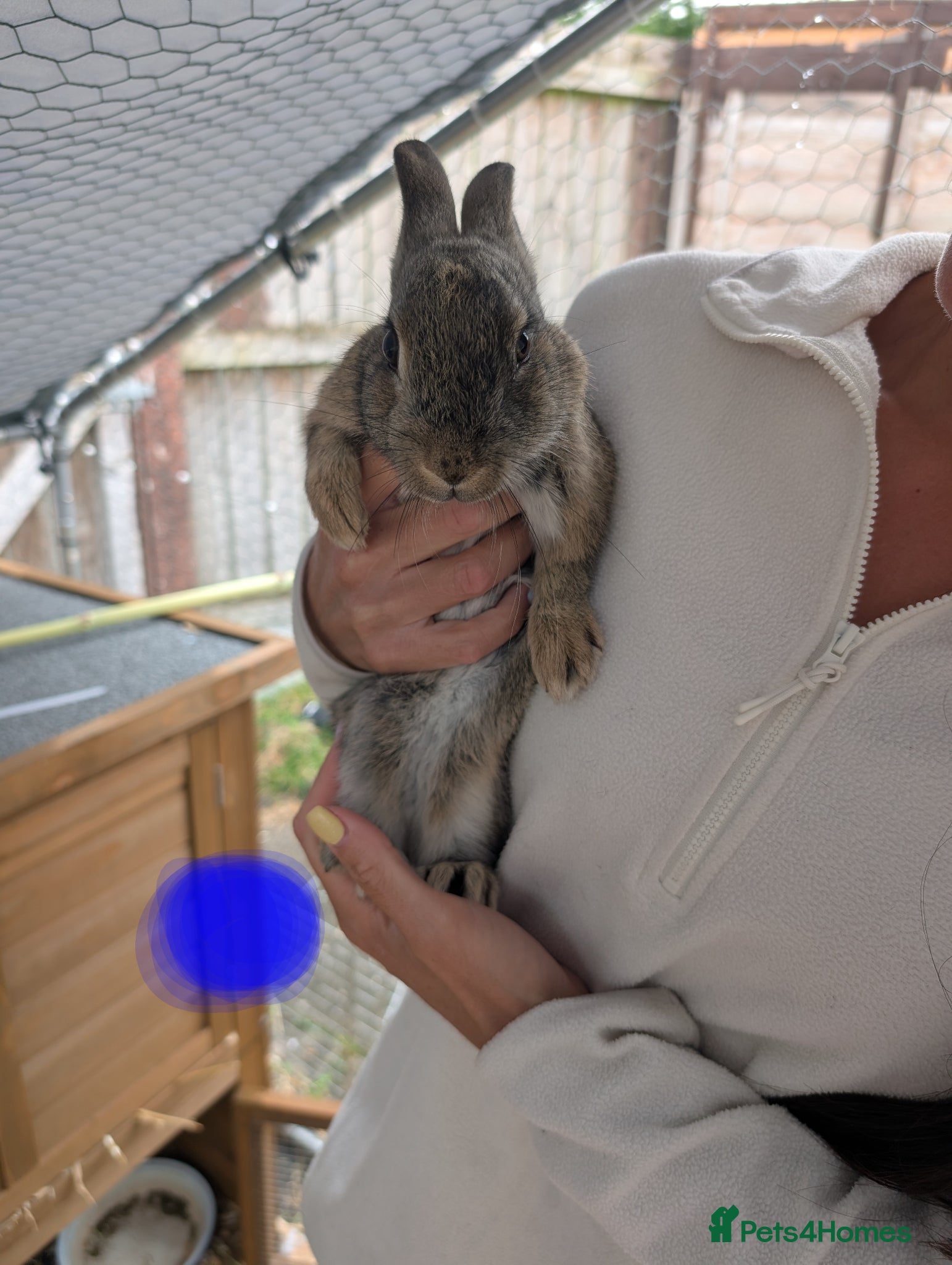 Mixed Breed rabbits for sale: Baby rabbits  - Advert 5