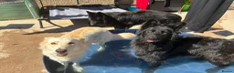 German Shepherd dogs for sale: Miss willow in Dalkeith - Advert 1