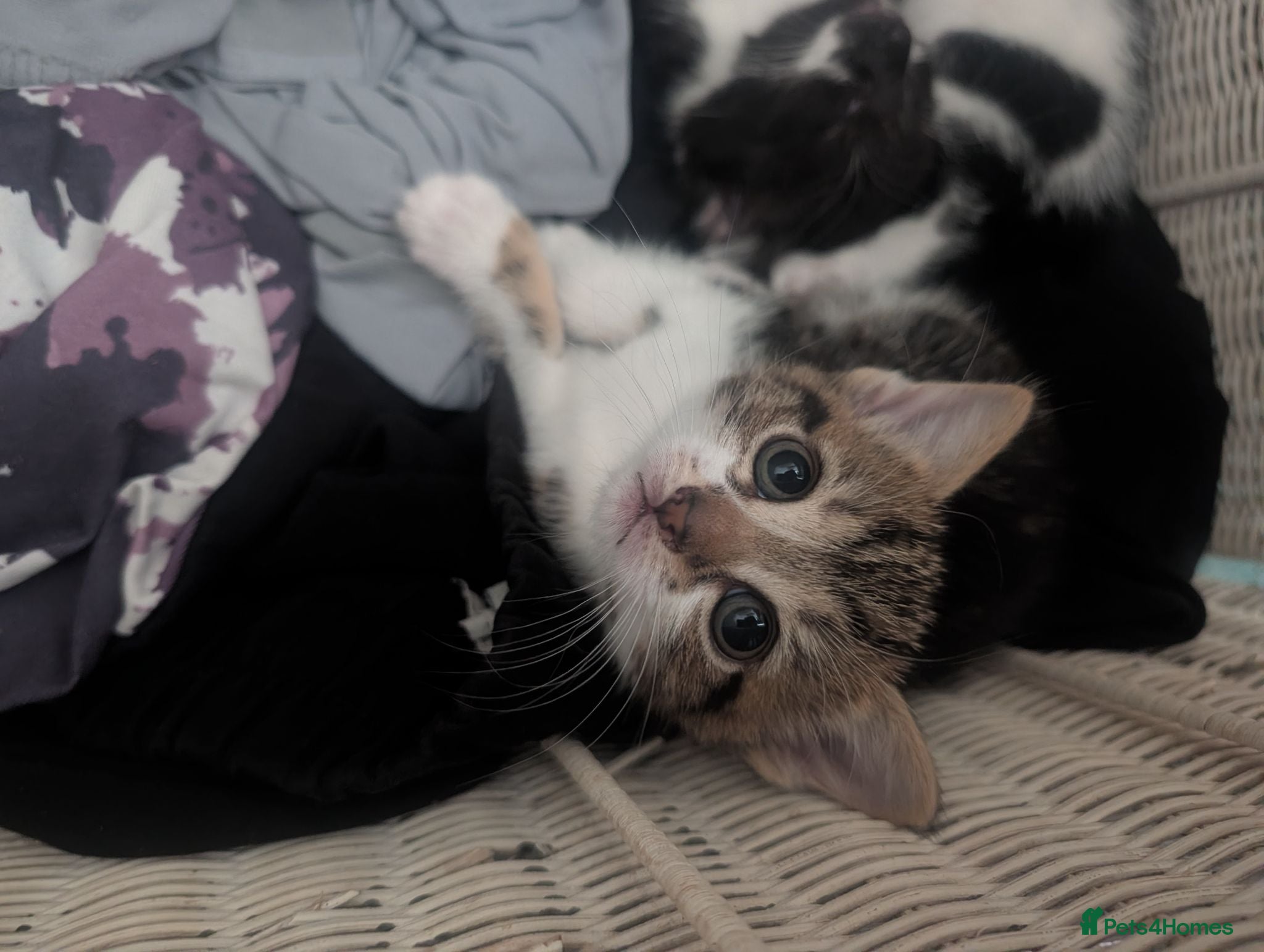 Mixed Breed cats Kittens - Advert 1