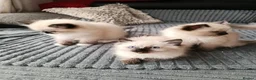 Ragdoll cats for sale: Stunning Ragdoll Kittens 😺 in Perth - Advert 11
