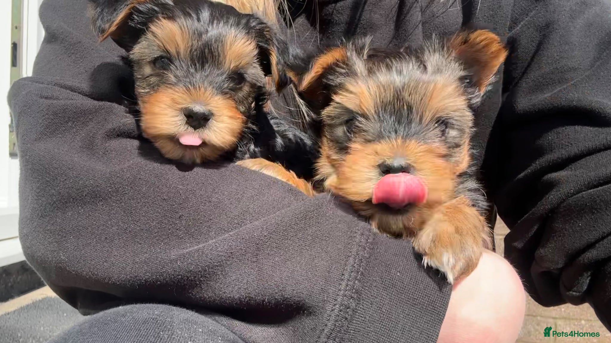 Yorkshire Terrier dogs 💛 Tiny hearts looking for loving arms 💛 - Advert 14