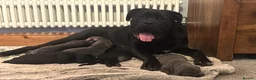 Cane Corso dogs for sale: 2 beautiful huge males left  - Advert 4