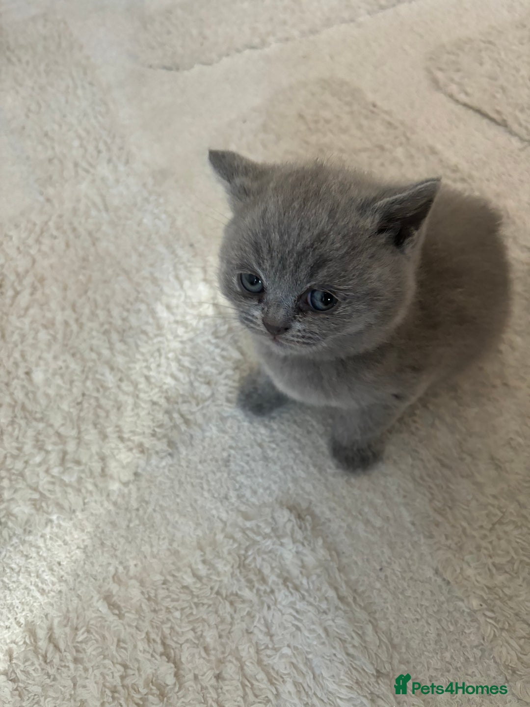 Brazilian Shorthair cats for sale: British Short Hair Kittens Available  - Advert 8