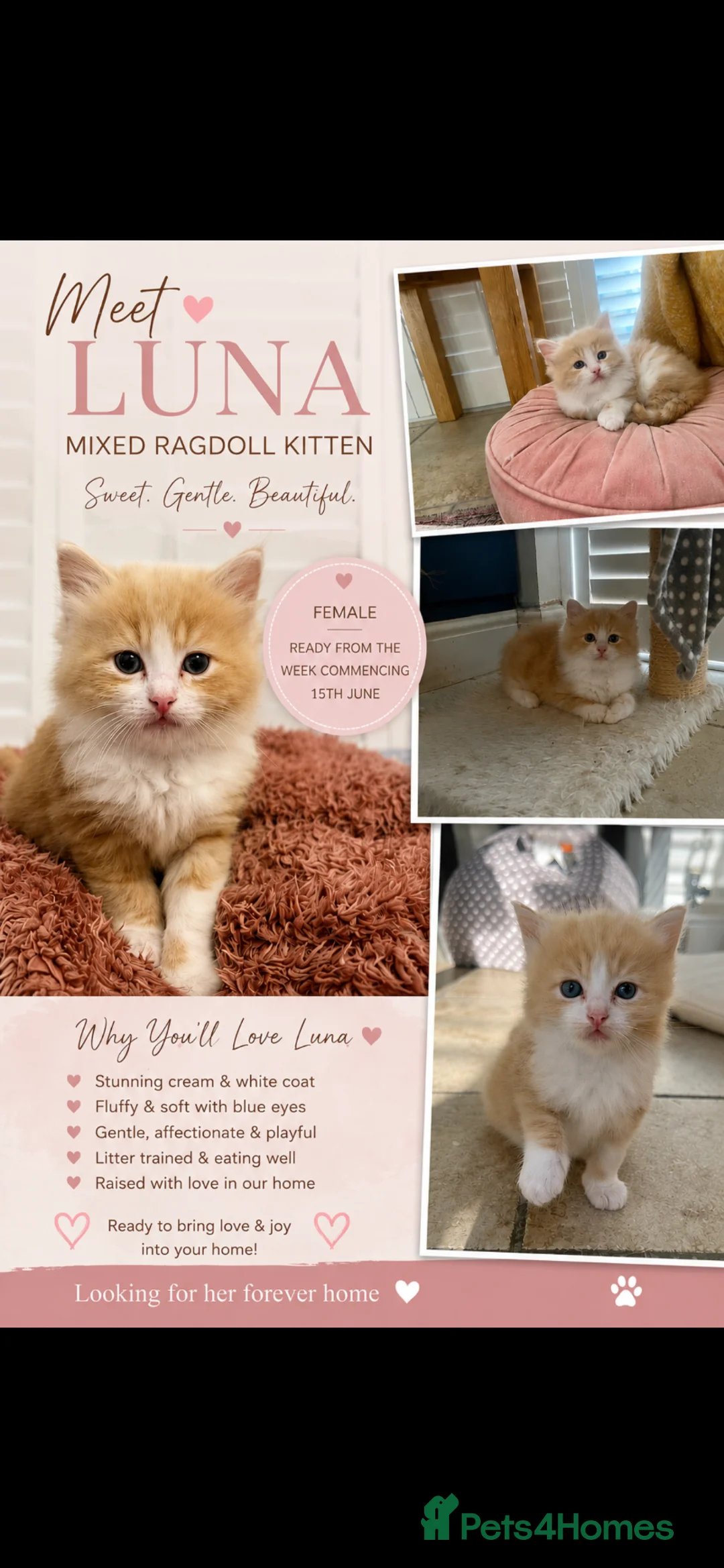 Ragdoll cats for sale:     Adorable Female Mixed Ragdoll Kitten 🩷 - Advert 1