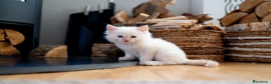 Ragdoll Kitten 2