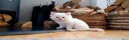 Ragdoll cats for sale: Pure Ragdol kittens ready for a new homes  - Advert 10