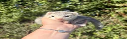 Ferret rodents for sale: Ferrets  - Advert 1