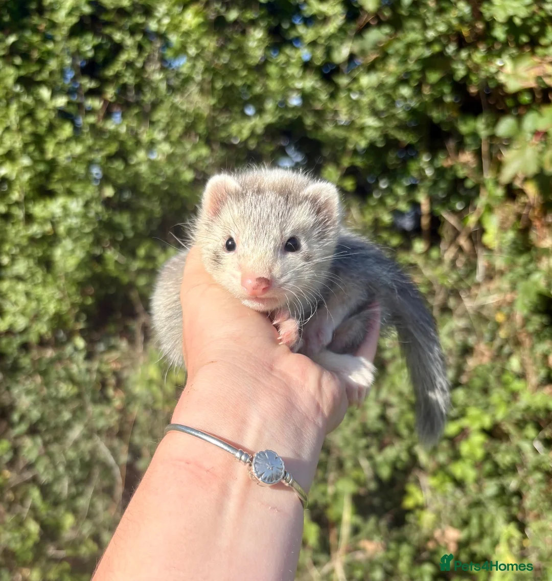 Ferret rodents for sale: Ferrets  - Advert 1