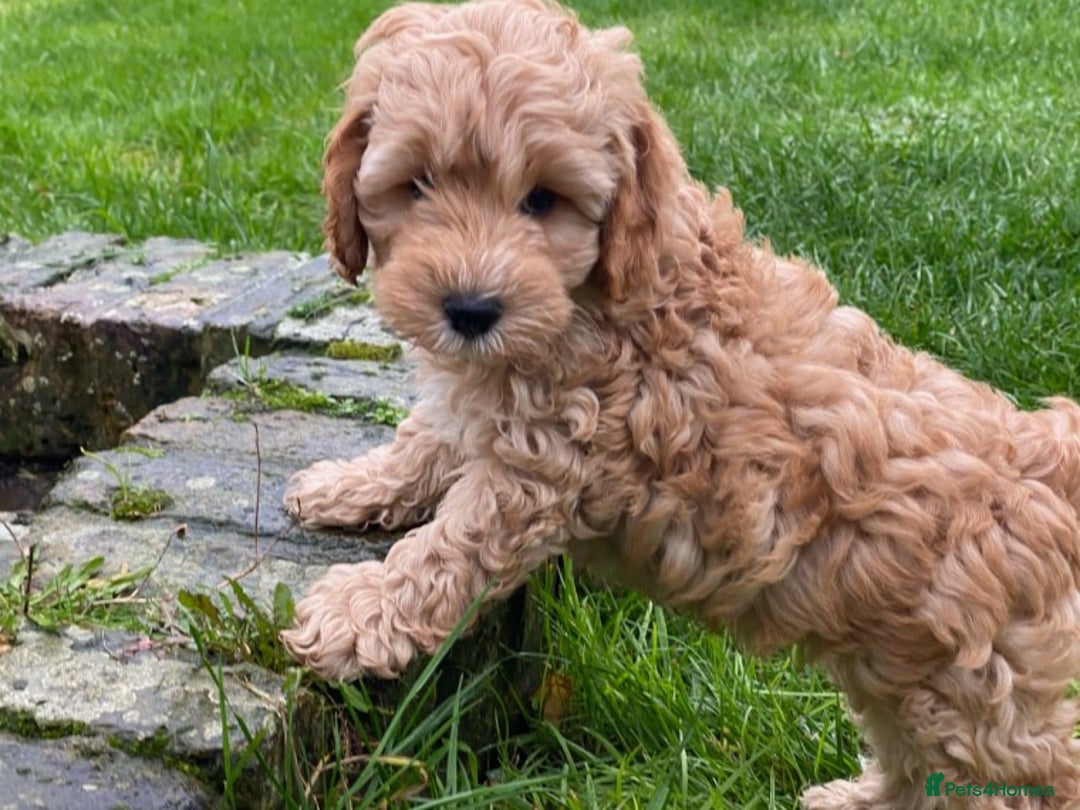 Toy Poodle dogs for stud: AT STUD KC REG TOY POODLE JAM  CLEAR DNA TESTS in High Wycombe - Image 14