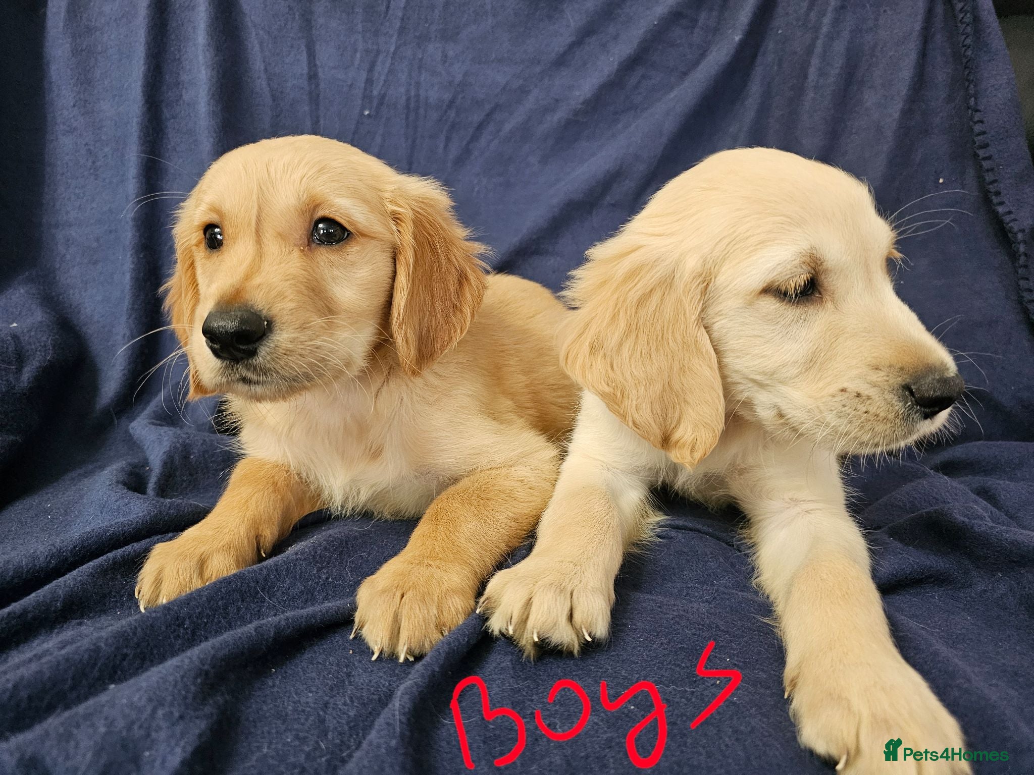 Golden Retriever dogs Golden retriever puppies updated photos  26/07 - Advert 5
