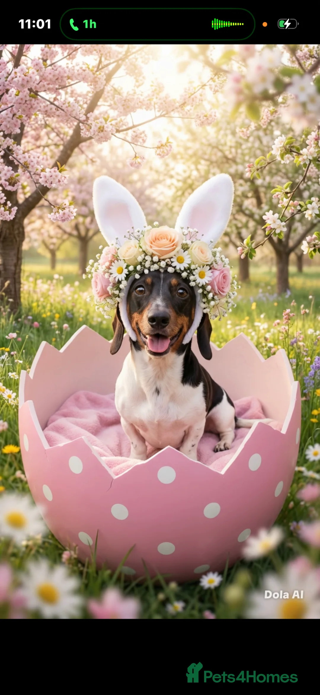 Mixed Breed dogs for sale: Beautiful happy loving dog 🐶  - Advert 2