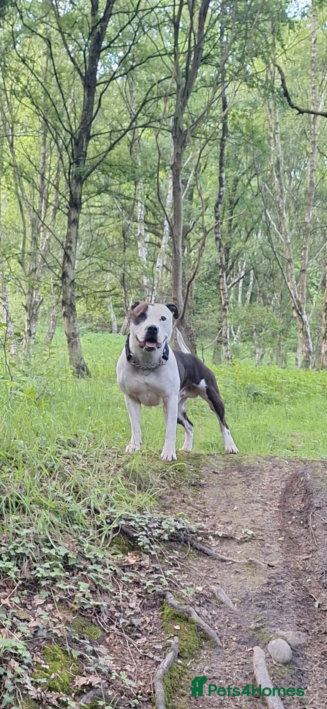 Mixed Breed dogs for sale: Bull sprocker puppies  - Advert 3
