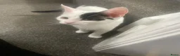 Mixed Breed cats for adoption: Kitten (rescue) - Advert 2