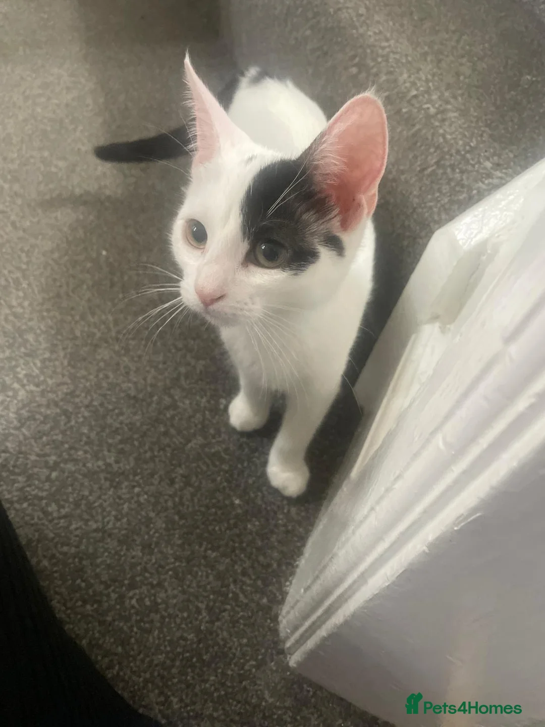 Mixed Breed cats for adoption: Kitten (rescue) - Advert 2