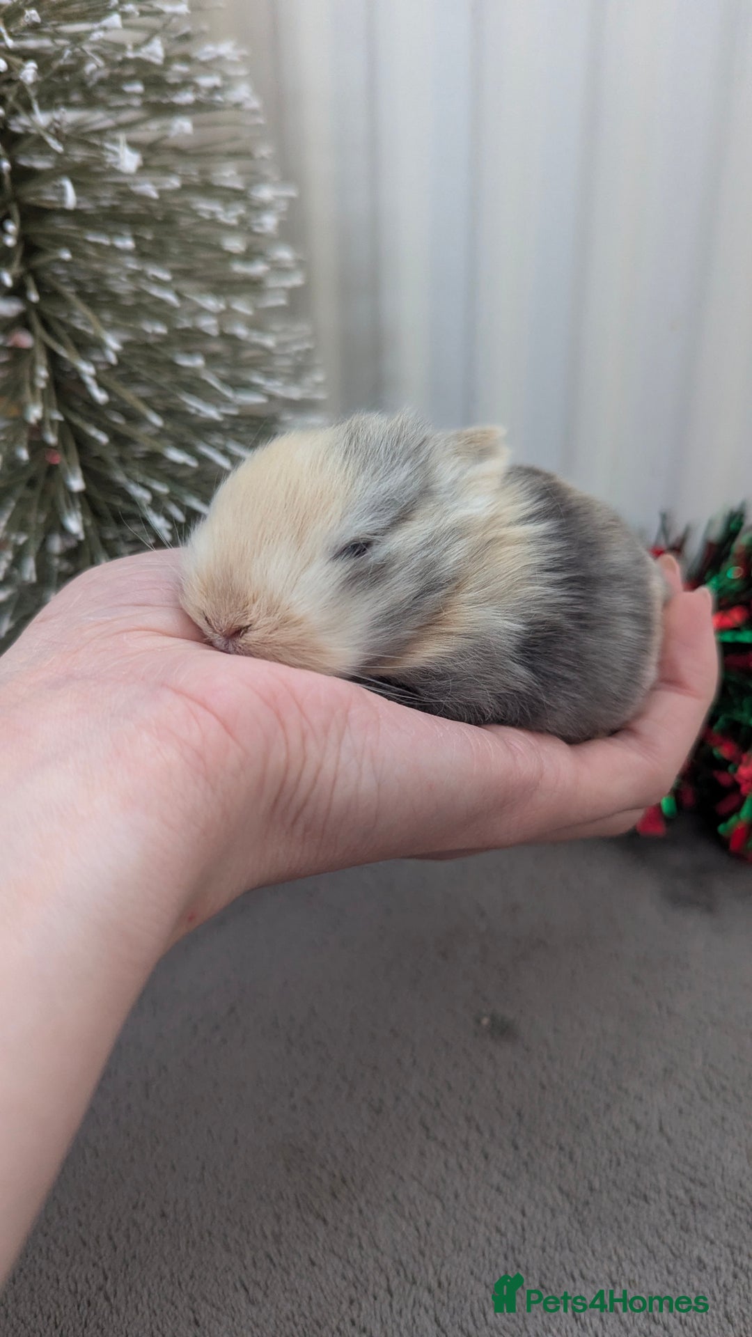Mini Lop rabbits for sale: Mini lop babies waiting list  - Advert 7