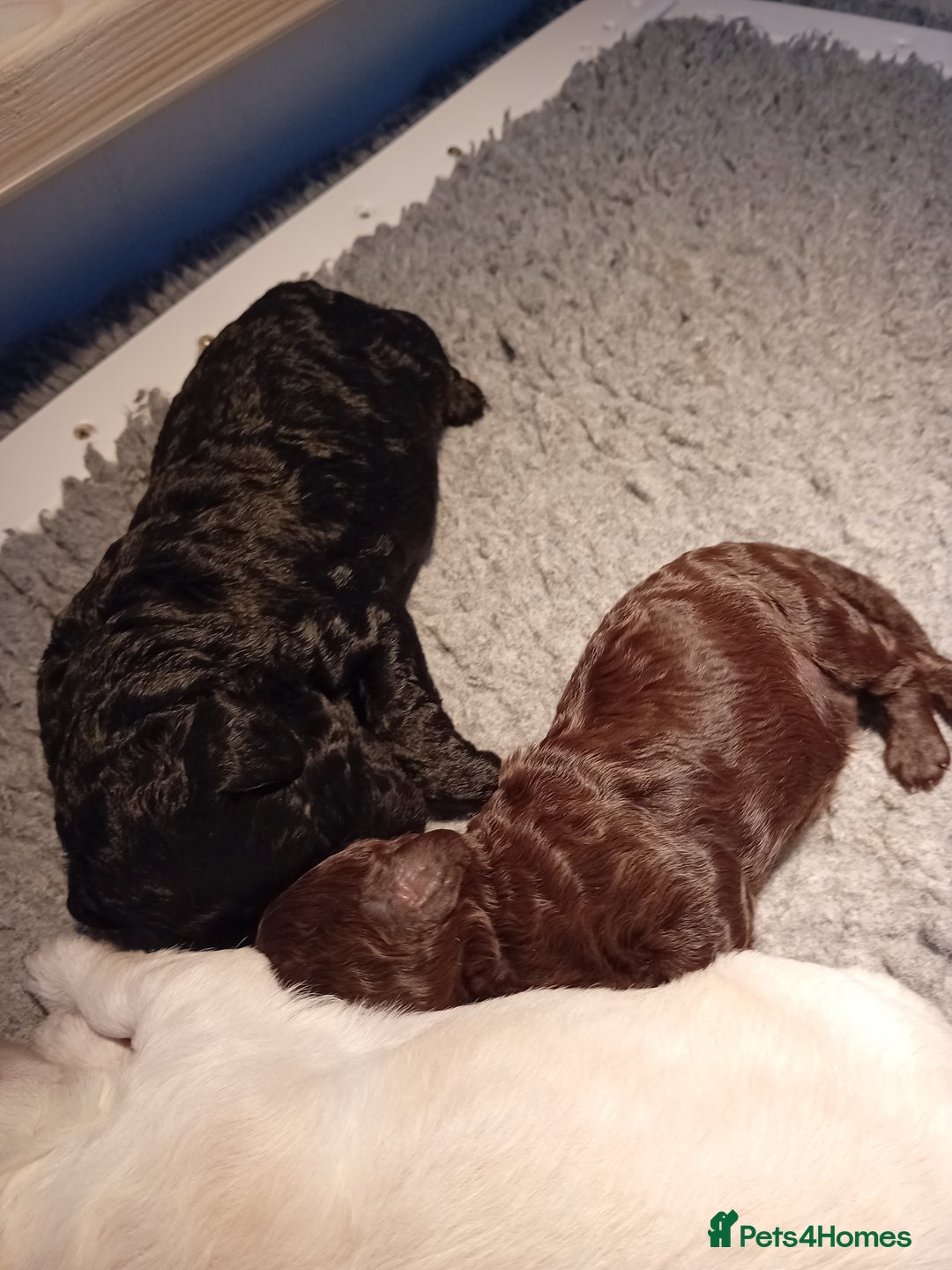 Mini Goldendoodle dogs for sale: Gorgeous Miniature Double Doodle puppies  - Advert 8
