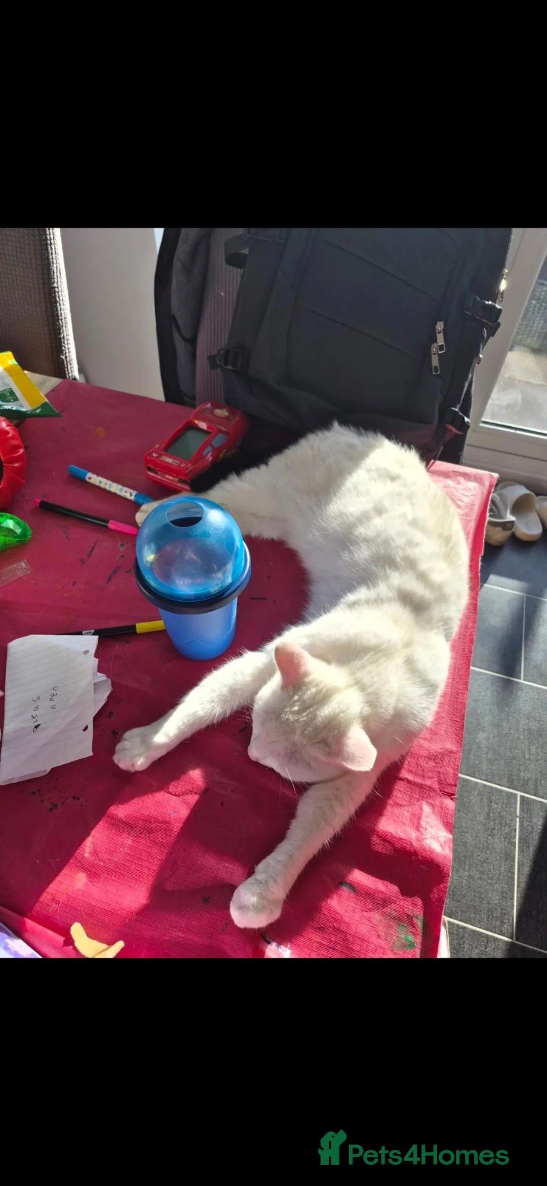 British Shorthair cats for sale: Luna (cat for sale) in Crewe - Advert 4