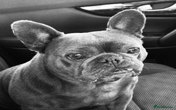 French Bulldog dogs for sale: Looking for forever home for Winnie - Image 2