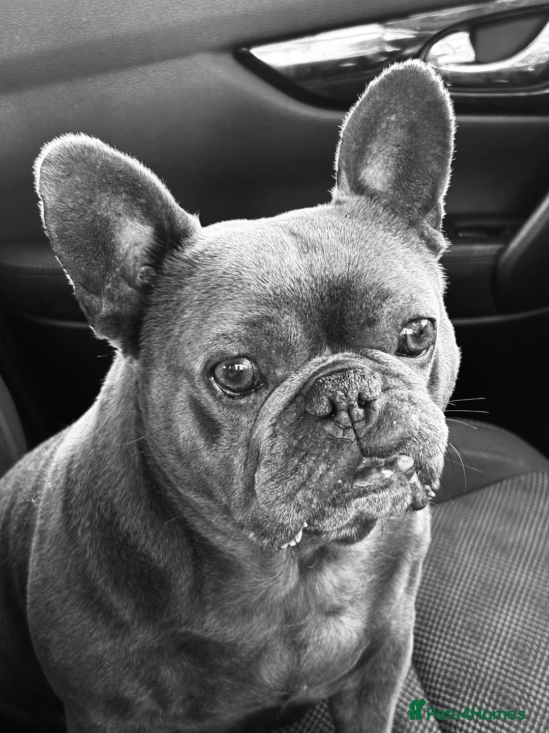 French Bulldog dogs for sale: Looking for forever home for Winnie - Advert 2