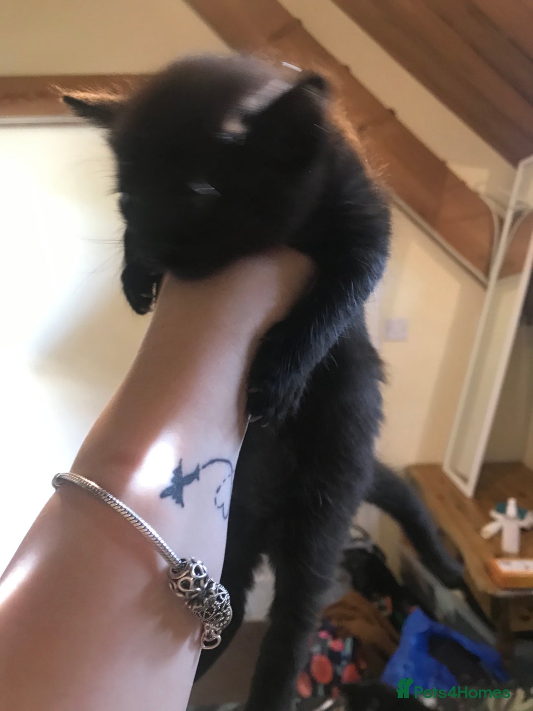 British Shorthair cats for sale: Looking for there forever homes  - Image 12
