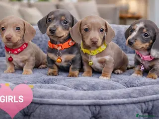 Miniature Dachshund dogs ISABELLA DAPPLE & BLUE DAPPLE VERY SMALL MINI'S 🔥 - Advert 17