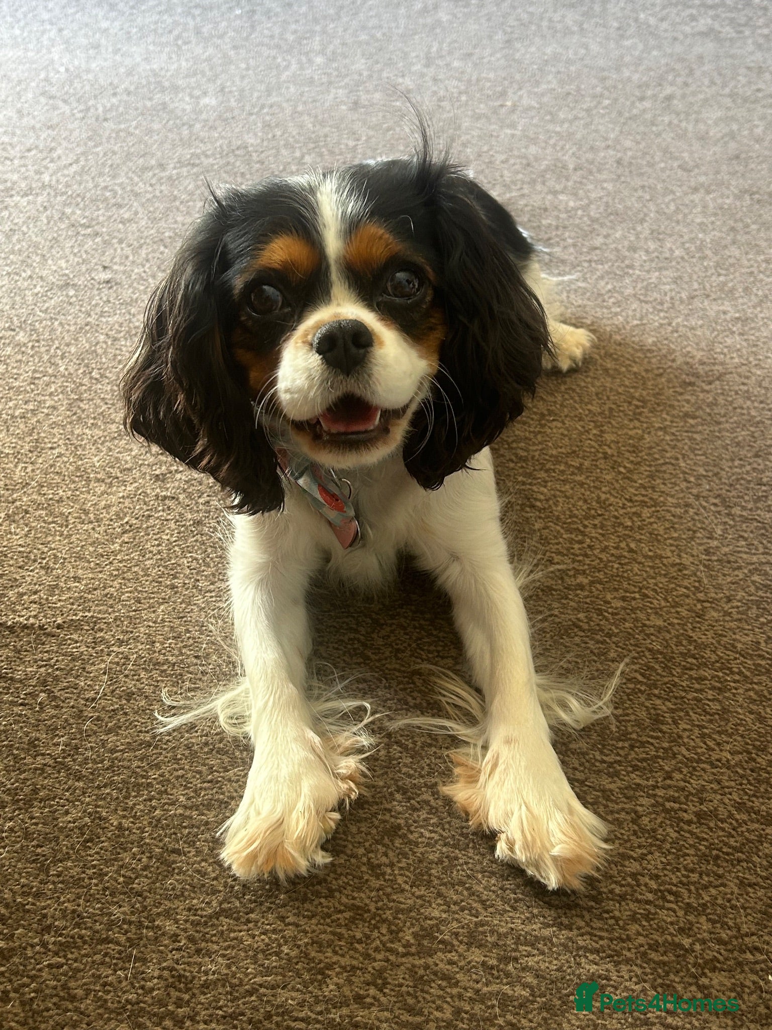Cavalier King Charles Spaniel dogs Female cavalier King Charles  - Advert 2