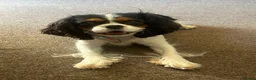 Cavalier King Charles Spaniel dogs for sale: Female cavalier King Charles  - Advert 1