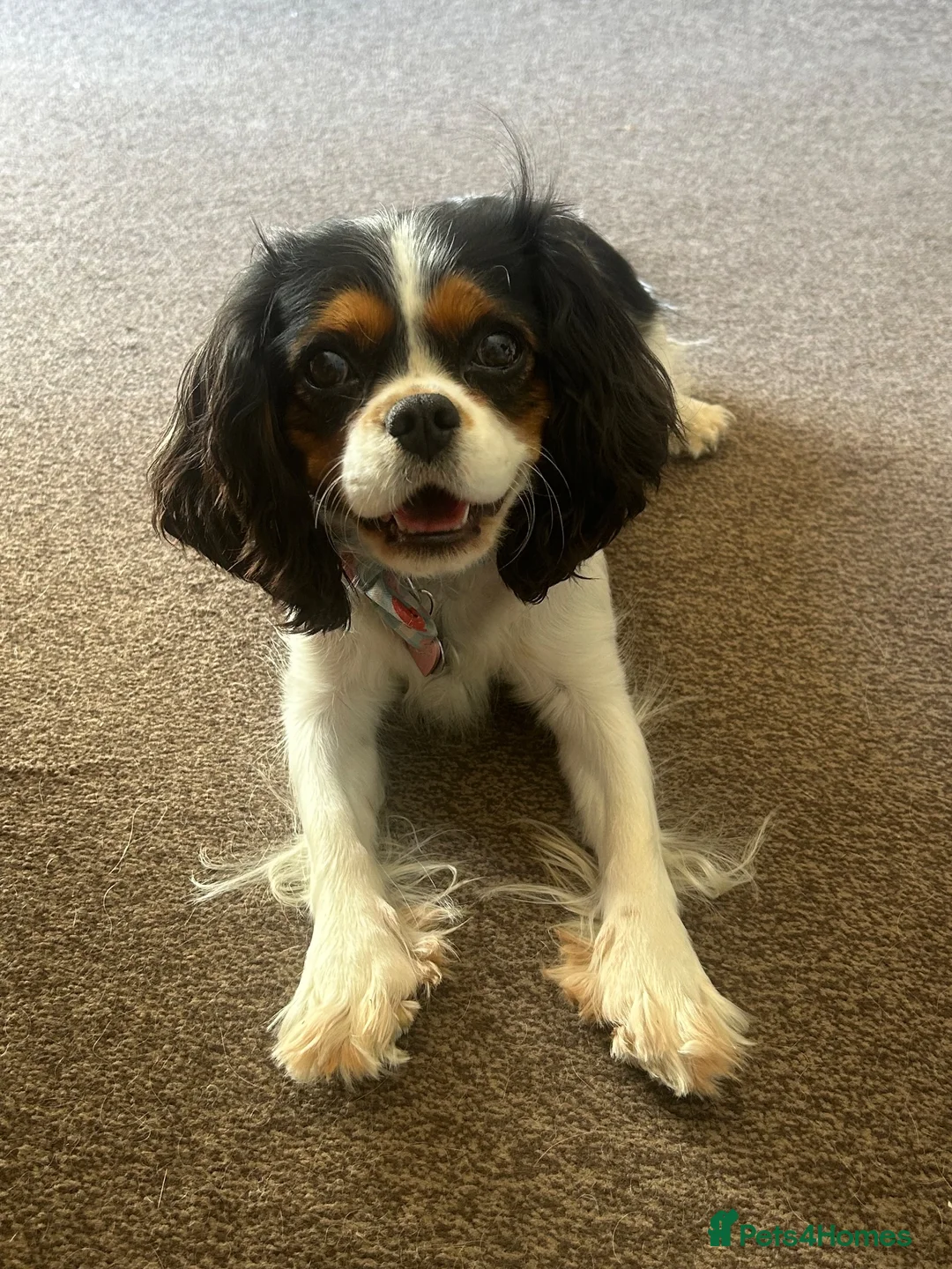 Cavalier King Charles Spaniel dogs for sale: Female cavalier King Charles  - Advert 1