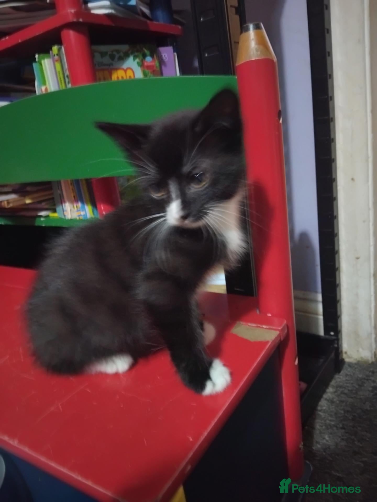British Shorthair cats 1 Adorable kitten (ready) to go - Advert 6