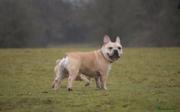French Bulldog dogs for stud: Latte male proven stud in Harpenden - Image 7