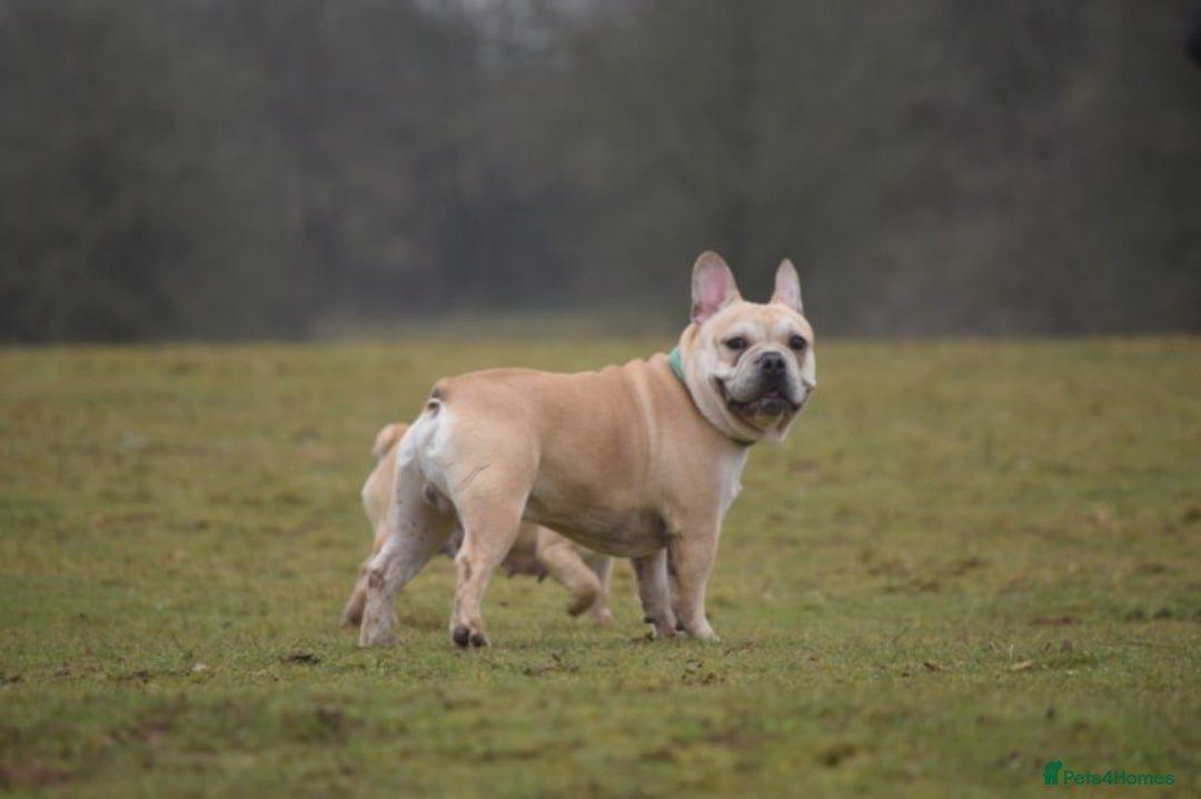 French Bulldog dogs for stud: Latte male proven stud in Harpenden - Image 7