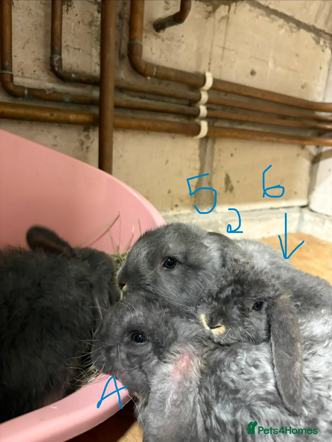 Mixed Breed rabbits for sale: Bunnies for Sale - Advert 5