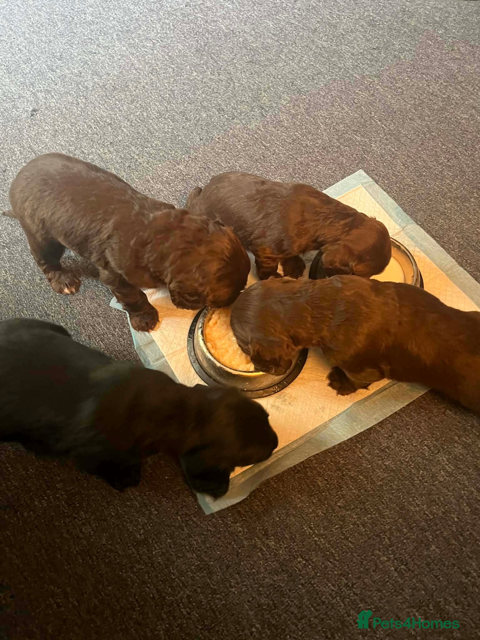 Cocker Spaniel dogs Georgous working cocker puppies - Advert 1