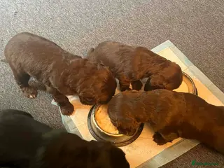 Cocker Spaniel dogs Georgous working cocker puppies - Advert 1