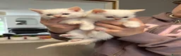 Ragdoll cats for sale: Half rag doll kittens - Advert 7