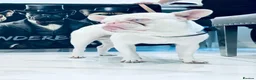 French Bulldog dogs for stud: FULL VISUAL PINK MICRO FRENCH BULLDOG** 🧬💗 in Weston-super-Mare - Advert 2