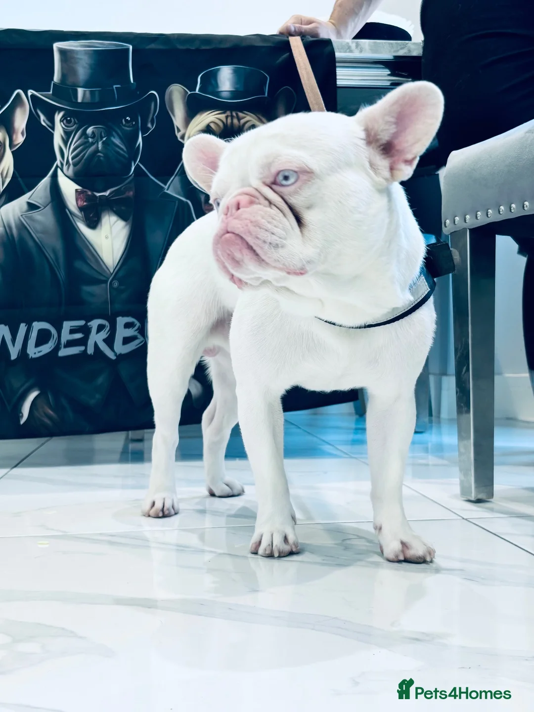French Bulldog dogs for stud: FULL VISUAL PINK MICRO FRENCH BULLDOG** 🧬💗 in Weston-super-Mare - Advert 2