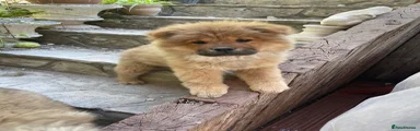 Chow Chow Puppy 6