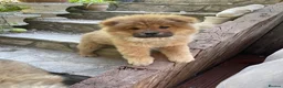 Chow Chow dogs for sale: 7 chow chow puppies  - Advert 13