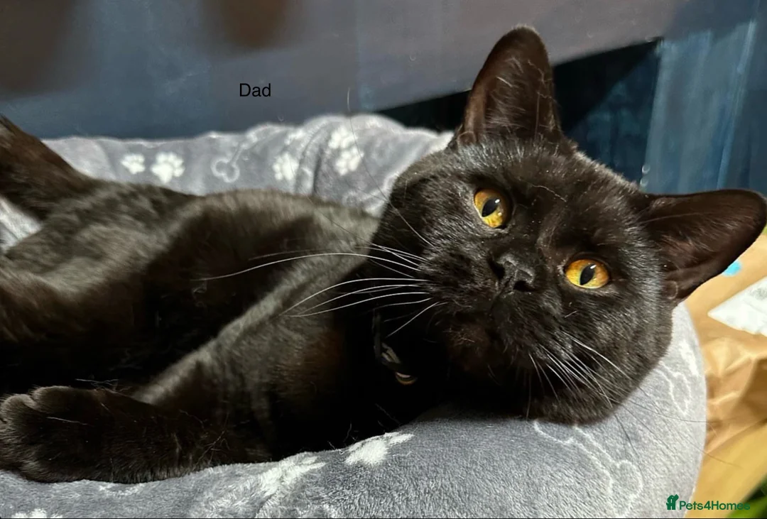 British Shorthair cats for sale: Stunning chocolate BSH girl available  - Advert 6